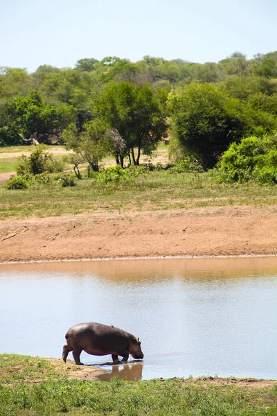 Long Distance View Large African Hippopotamus Next River South African — Stock Photo, Image