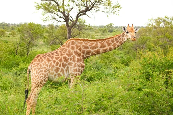 Vista Perto Girafa Africana Navegando Uma Árvore Uma Reserva Vida — Fotografia de Stock