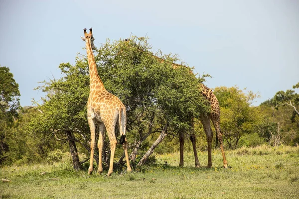 Afrika Zürafasının Güney Afrika Bir Doğal Yaşam Rezervindeki Bir Ağaca — Stok fotoğraf