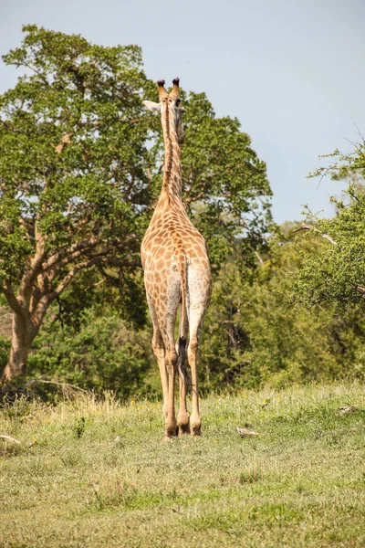 Close View African Giraffe Browsing Tree South African Wildlife Reserve — Stock Photo, Image