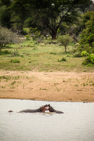 Hosszú Távú Kilátás Két Nagy Afrikai Hippopotamus Harcol Egy Folyóban — Stock Fotó