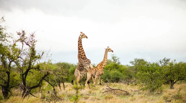 Vista Lunga Distanza Della Giraffa Africana Durante Accoppiamento Una Riserva — Foto Stock