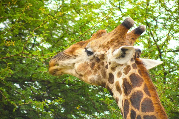 Közeli Kilátás Afrikai Zsiráf Böngészés Egy Egy Dél Afrikai Vadvédelmi — Stock Fotó