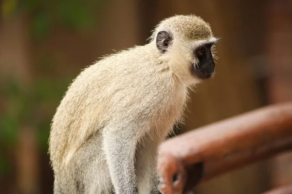 Vue Rapprochée Singe Vervet Africain Sauvage Dans Une Réserve Faunique — Photo