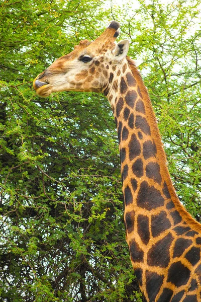 Vista Cerca Jirafa Africana Navegando Árbol Una Reserva Vida Silvestre —  Fotos de Stock