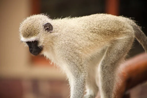 Nahaufnahme Eines Wilden Afrikanischen Vervet Affen Einem Südafrikanischen Wildtierreservat — Stockfoto