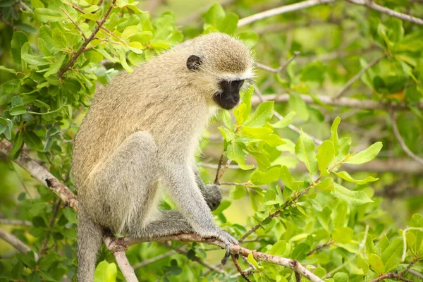 Vue Rapprochée Singe Vervet Africain Sauvage Dans Une Réserve Faunique — Photo