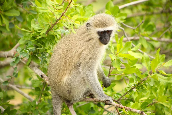 Nahaufnahme Eines Wilden Afrikanischen Vervet Affen Einem Südafrikanischen Wildtierreservat — Stockfoto