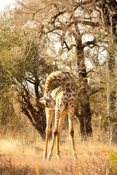 Далекий Краєвид Африканської Жирафи Заповіднику Дикої Природи Південної Африки — стокове фото