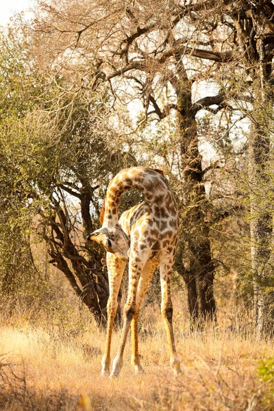 Vista Larga Distancia Jirafa Africana Una Reserva Vida Silvestre Sudafricana — Foto de Stock