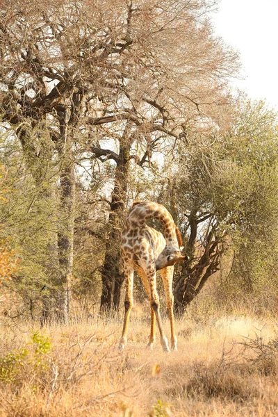 Vista Lunga Distanza Della Giraffa Africana Una Riserva Faunistica Sudafricana — Foto Stock