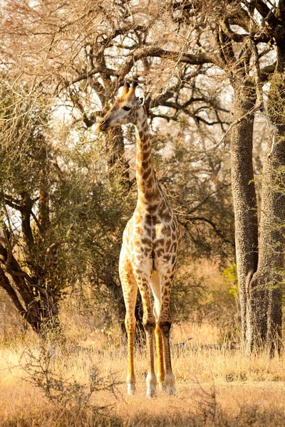 Далекий Краєвид Африканської Жирафи Заповіднику Дикої Природи Південної Африки — стокове фото
