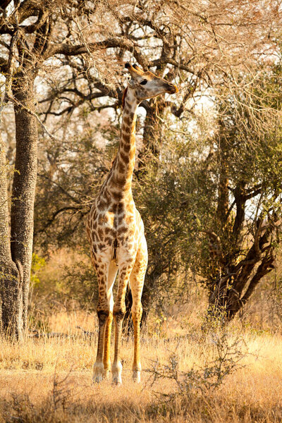 Close up view of African Giraffe browsing on a tree in a South African wildlife reserve