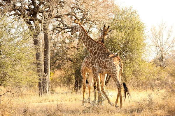 Zbliżenie Widok Afrykańskiej Żyrafy Przeglądającej Drzewie Rezerwacie Przyrody Rpa — Zdjęcie stockowe