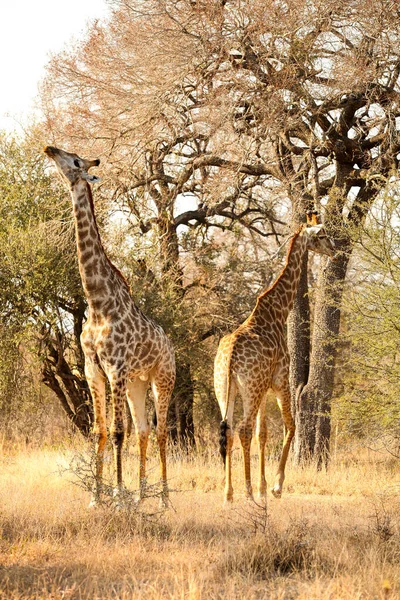 Vista Larga Distancia Jirafa Africana Una Reserva Vida Silvestre Sudafricana —  Fotos de Stock