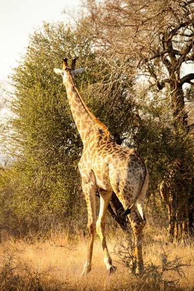 Visão Longa Distância Girafa Africana Uma Reserva Vida Selvagem Sul — Fotografia de Stock