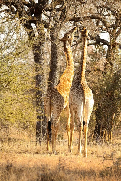 Vista Vicino Della Giraffa Africana Che Naviga Albero Una Riserva — Foto Stock