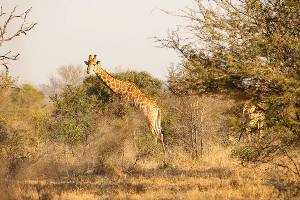 Vista Lunga Distanza Della Giraffa Africana Una Riserva Faunistica Sudafricana — Foto Stock