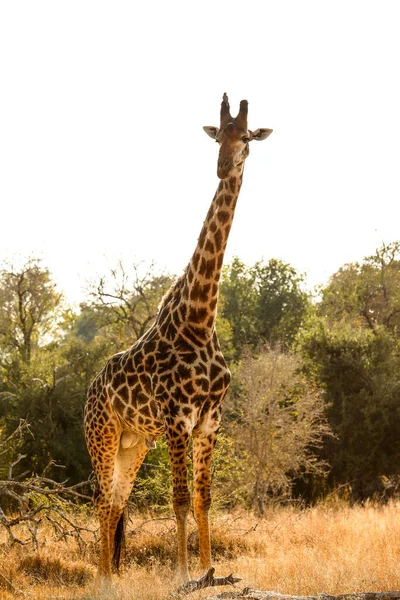 Visão Longa Distância Girafa Africana Uma Reserva Vida Selvagem Sul — Fotografia de Stock