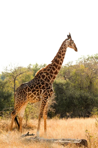 Afrika Zürafası Nın Güney Afrika Daki Doğal Yaşam Rezervine Uzak — Stok fotoğraf