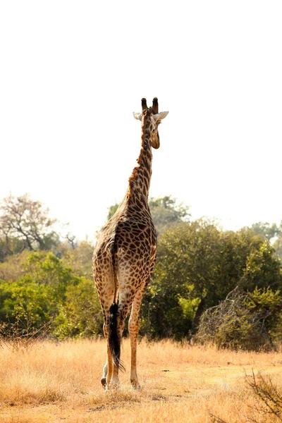 Visão Longa Distância Girafa Africana Uma Reserva Vida Selvagem Sul — Fotografia de Stock