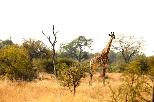 Vista Larga Distancia Jirafa Africana Una Reserva Vida Silvestre Sudafricana — Foto de Stock