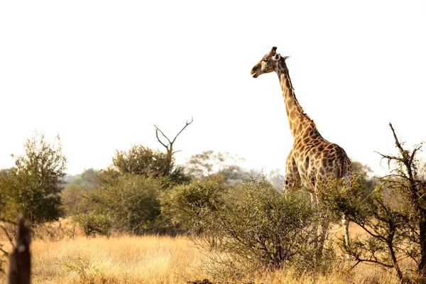 Vista Lunga Distanza Della Giraffa Africana Una Riserva Faunistica Sudafricana — Foto Stock