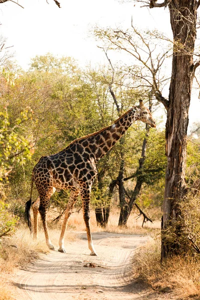 Długodystansowy Widok Afrykańską Żyrafę Rezerwacie Przyrody Rpa — Zdjęcie stockowe