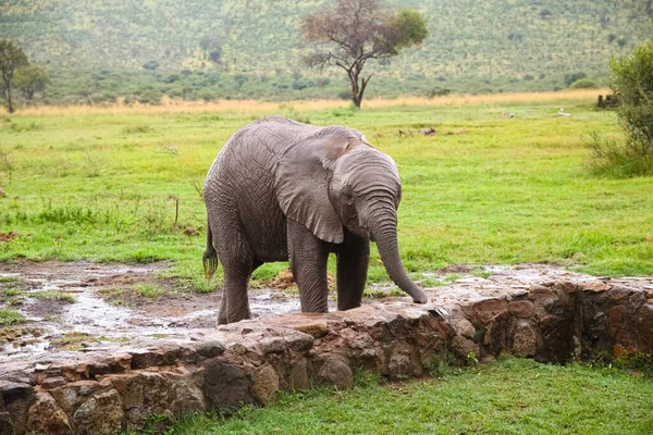 Petit Bébé Éléphant Afrique Dans Une Réserve Gibier Sud Africaine — Photo