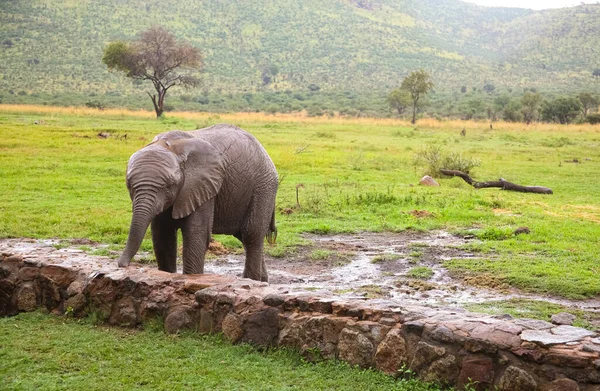 Petit Bébé Éléphant Afrique Dans Une Réserve Gibier Sud Africaine — Photo