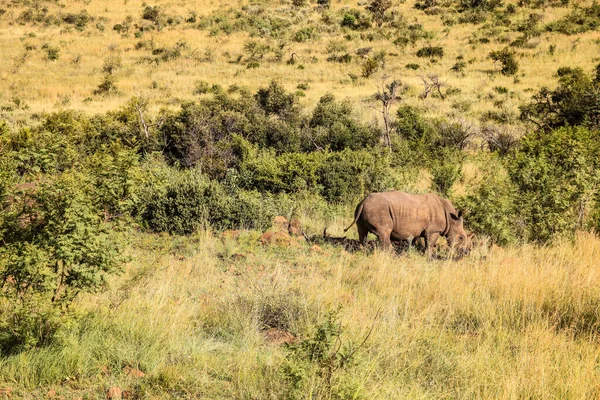 Grand Rhinocéros Blanc Africain Dans Une Réserve Chasse Sud Africaine — Photo