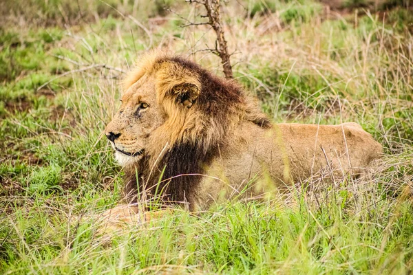 南非野生动物保护区中的大型非洲雄狮 — 图库照片