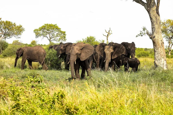 Petit Troupeau Éléphants Afrique Dans Une Réserve Gibier Sud Africaine — Photo