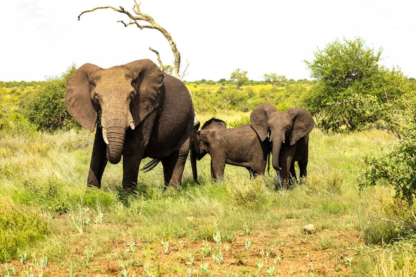 Petit Troupeau Éléphants Afrique Dans Une Réserve Gibier Sud Africaine — Photo