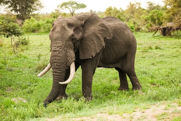 Grote Volwassen Afrikaanse Olifanten Een Zuid Afrikaans Wildreservaat — Stockfoto