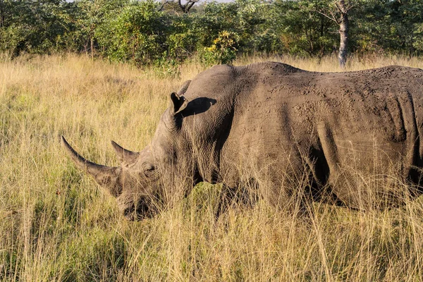 Grande Rinoceronte Branco Africano Uma Reserva Caça Sul Africana — Fotografia de Stock