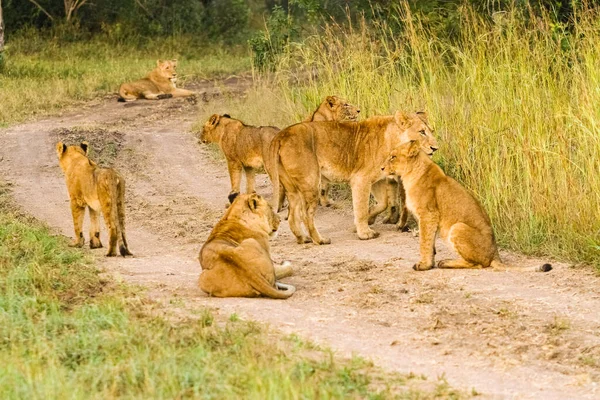 Orgulho Leões Africanos Uma Estrada Terra Uma Reserva Caça — Fotografia de Stock