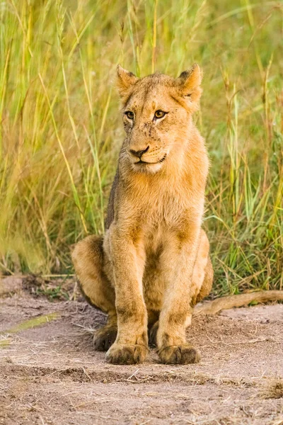 Młody Afrykański Lew Polnej Drodze Rezerwacie Gier Republiki Południowej Afryki — Zdjęcie stockowe