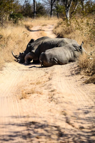 Dwa Afrykańskie Białe Rhino Leżące Polnej Drodze Południowoafrykańskim Rezerwacie Gier — Zdjęcie stockowe