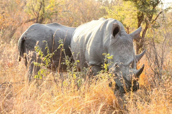Большой Африканский Белый Носорог Южноафриканском Заповеднике — стоковое фото