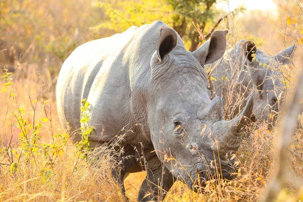 南非野生动物保护区内的大型非洲白犀牛 — 图库照片
