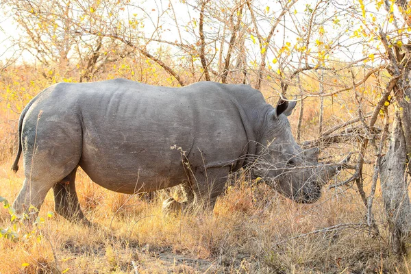 Grande Rinoceronte Branco Africano Uma Reserva Caça Sul Africana — Fotografia de Stock