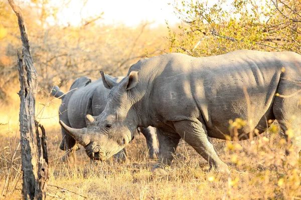 南非野生动物保护区内的大型非洲白犀牛 — 图库照片