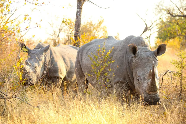 Grande Rinoceronte Branco Africano Uma Reserva Caça Sul Africana — Fotografia de Stock