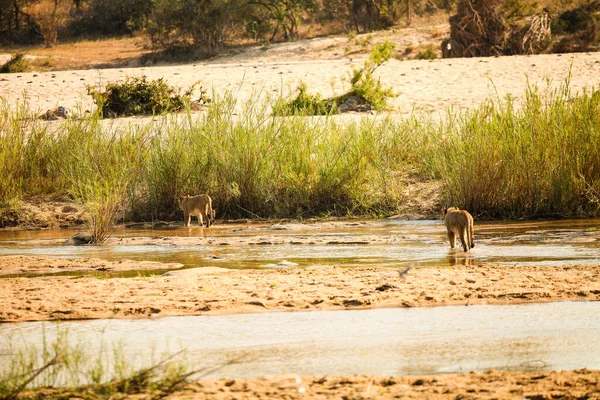 Pride African Lions Obok Suchego Koryta Rzeki South African Game — Zdjęcie stockowe