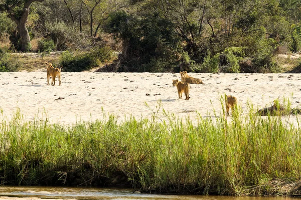 Pýcha Afrických Lvů Vedle Vyschlého Koryta Řeky Jihoafrické Rezervaci Zvěře — Stock fotografie