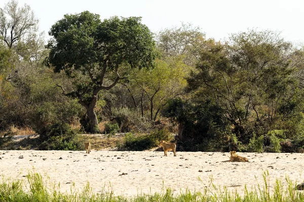 非洲狮子的骄傲在南非野生动物保护区干涸的河床旁边 — 图库照片