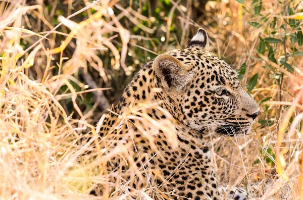 Leopardo Africano Deitado Grama Longa Uma Reserva Vida Selvagem Sul — Fotografia de Stock