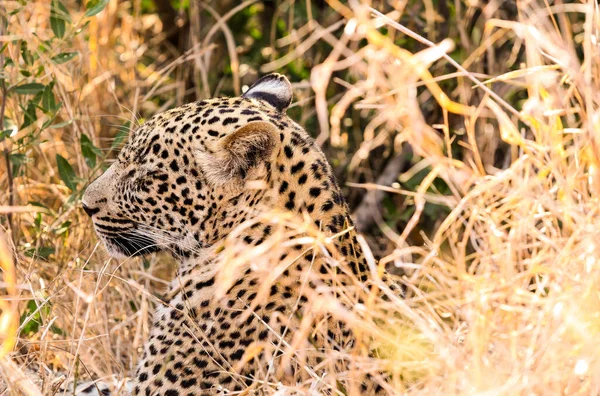 Африканский Леопард Лежит Длинной Траве Южноафриканском Заповеднике — стоковое фото
