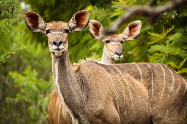 African Kudu Cow Buck Antílope Una Reserva Vida Silvestre Sudáfrica —  Fotos de Stock